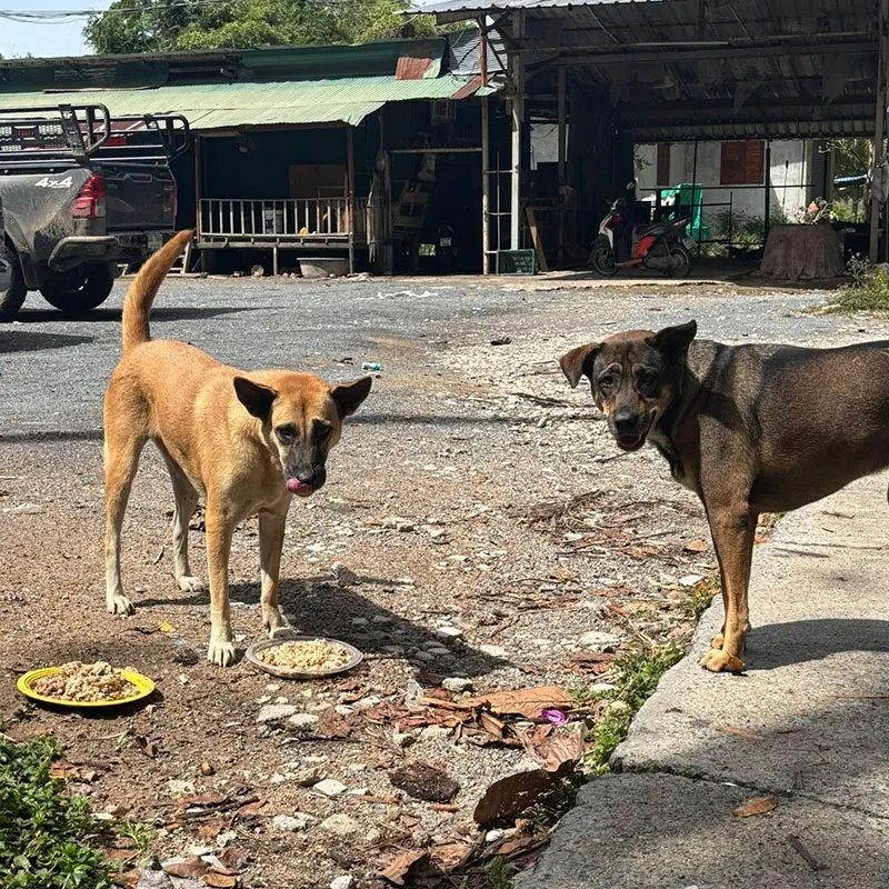 Street dogs in Koh Samui